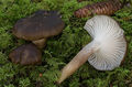 Hygrophorus camarophyllus